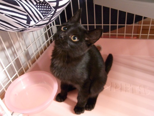 f:id:akiyochan15:20111012080415j:image f:id:akiyochan15:20111012080415j:image