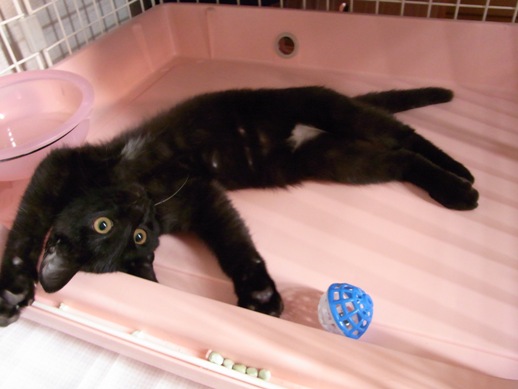 f:id:akiyochan15:20111012080646j:image f:id:akiyochan15:20111012080646j:image