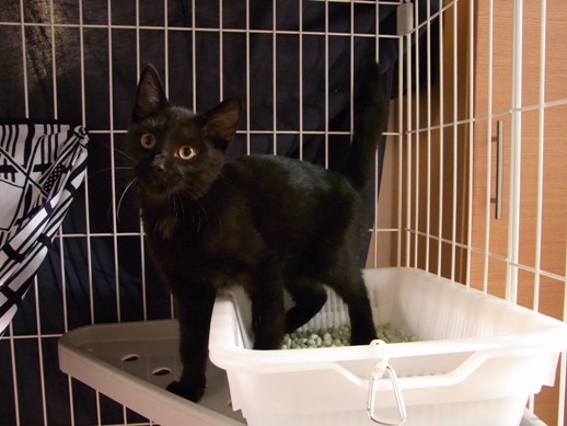 f:id:akiyochan15:20111012080723j:image f:id:akiyochan15:20111012080723j:image