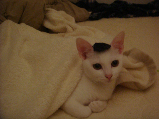 f:id:akiyochan15:20111014220254j:image