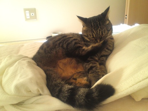 f:id:akiyochan15:20111020092637j:image