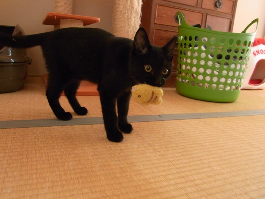 f:id:akiyochan15:20111023132143j:image