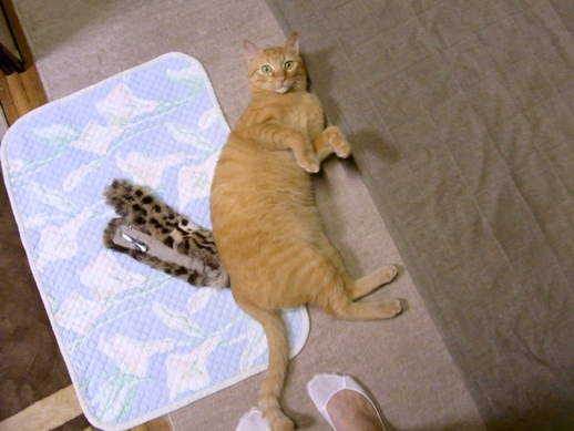 f:id:akiyochan15:20111023183205j:image f:id:akiyochan15:20111023183205j:image