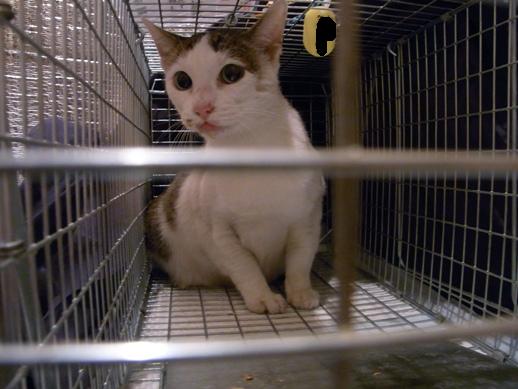 f:id:akiyochan15:20111028012928j:image f:id:akiyochan15:20111028012928j:image