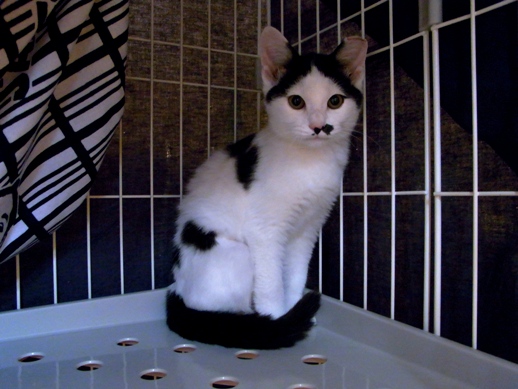 f:id:akiyochan15:20111031084447j:image