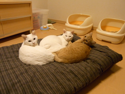 f:id:akiyochan15:20111101035008j:image