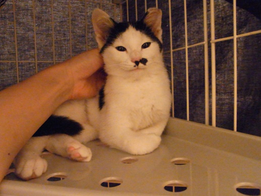 f:id:akiyochan15:20111103023157j:image