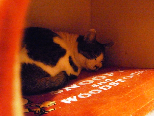 f:id:akiyochan15:20111103034950j:image