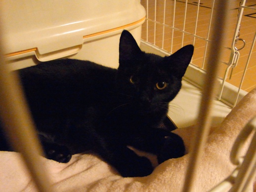 f:id:akiyochan15:20111103035057j:image