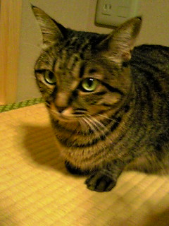 f:id:akiyochan15:20111104201627j:image