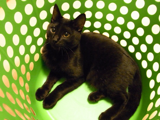 f:id:akiyochan15:20111106233253j:image