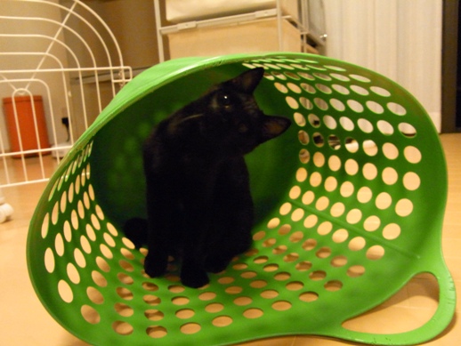 f:id:akiyochan15:20111106233411j:image