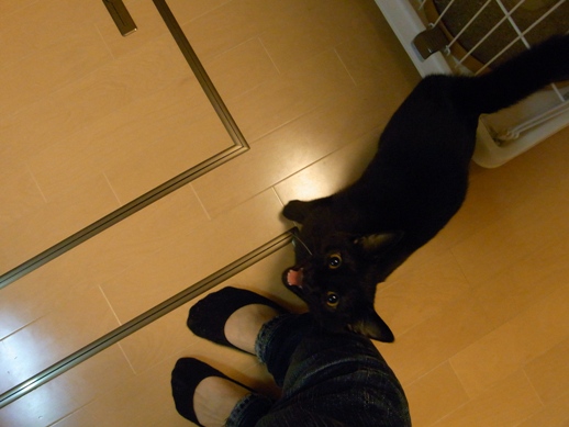 f:id:akiyochan15:20111108211357j:image