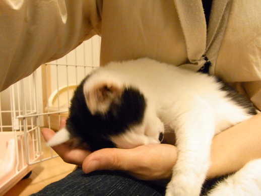 f:id:akiyochan15:20111109005538j:image f:id:akiyochan15:20111109005538j:image