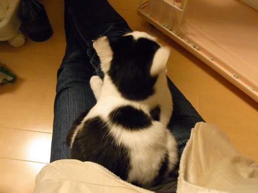 f:id:akiyochan15:20111109005832j:image f:id:akiyochan15:20111109005832j:image