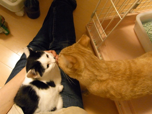 f:id:akiyochan15:20111109010359j:image f:id:akiyochan15:20111109010359j:image