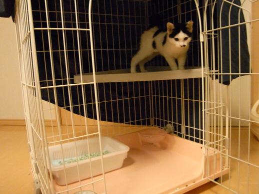 f:id:akiyochan15:20111109221812j:image f:id:akiyochan15:20111109221812j:image