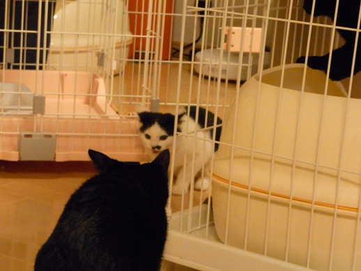 f:id:akiyochan15:20111109222644j:image f:id:akiyochan15:20111109222644j:image