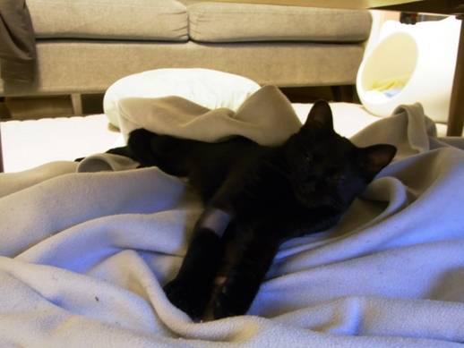 f:id:akiyochan15:20111113001202j:image