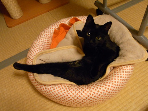 f:id:akiyochan15:20111113031257j:image