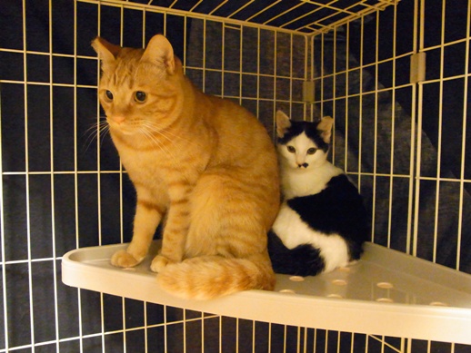 f:id:akiyochan15:20111115212955j:image:w360 f:id:akiyochan15:20111115212955j:image:w360