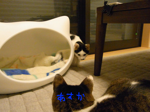 f:id:akiyochan15:20111118025636j:image f:id:akiyochan15:20111118025636j:image