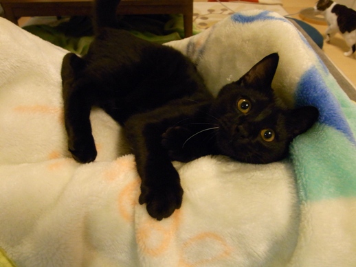 f:id:akiyochan15:20111121002134j:image