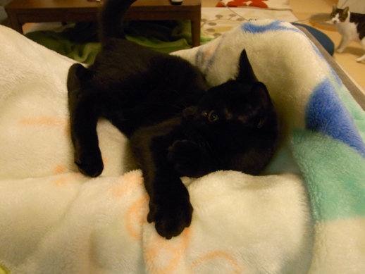 f:id:akiyochan15:20111121002135j:image