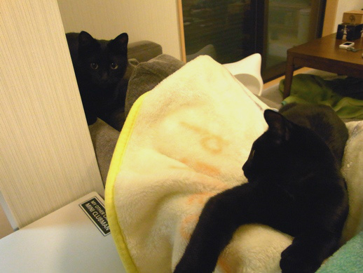 f:id:akiyochan15:20111121002205j:image