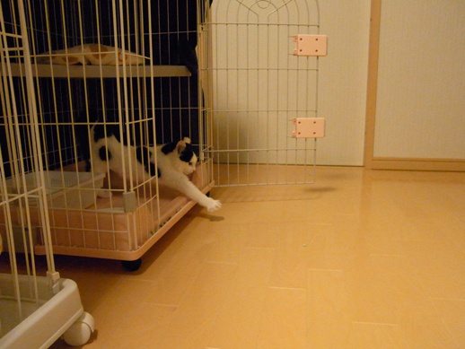 f:id:akiyochan15:20111122001843j:image