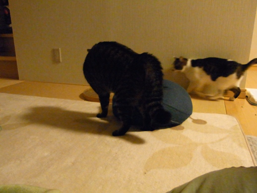 f:id:akiyochan15:20111122030851j:image