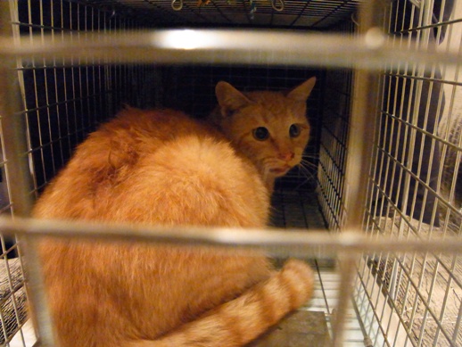 f:id:akiyochan15:20111123213934j:image:w360