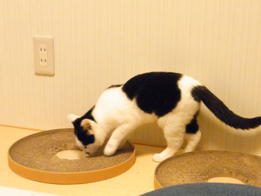 f:id:akiyochan15:20111127214131j:image