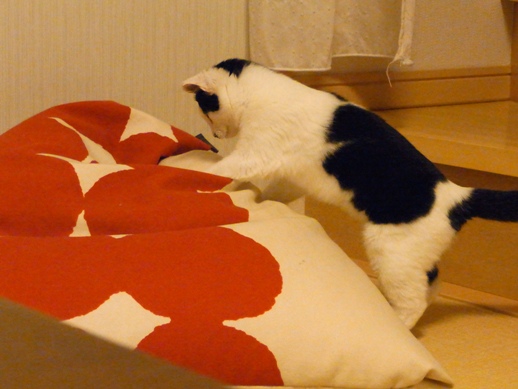 f:id:akiyochan15:20111127215216j:image