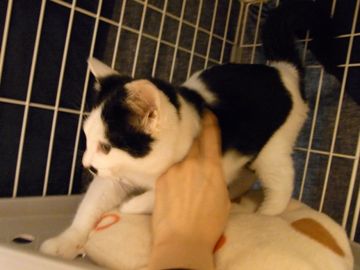 f:id:akiyochan15:20111130082609j:image