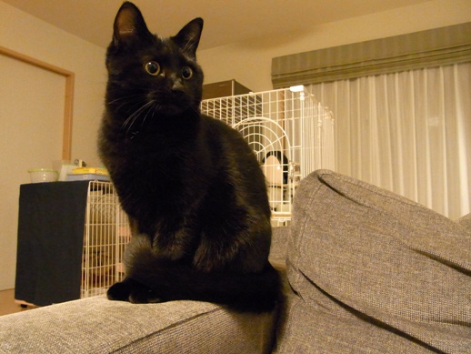 f:id:akiyochan15:20111201232633j:image