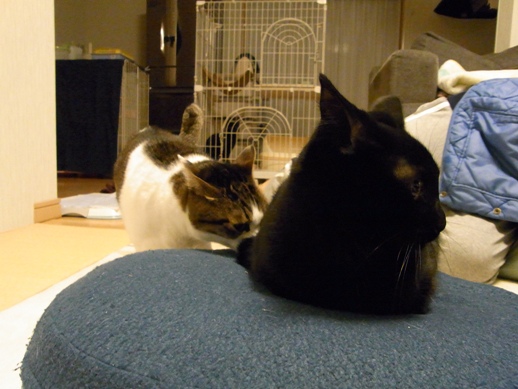 f:id:akiyochan15:20111202012008j:image