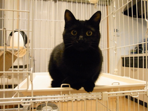 f:id:akiyochan15:20111203004457j:image