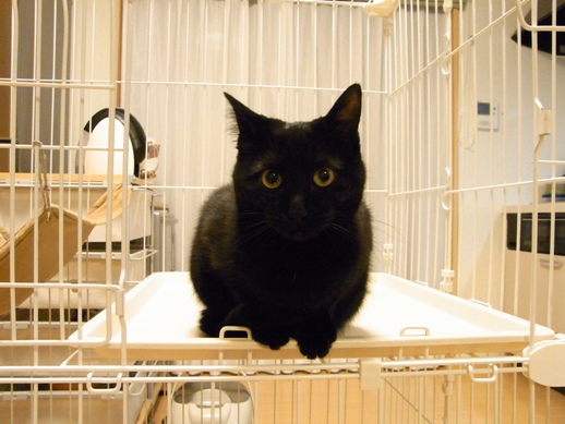 f:id:akiyochan15:20111203004526j:image