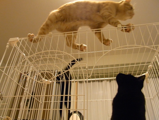 f:id:akiyochan15:20111203004546j:image