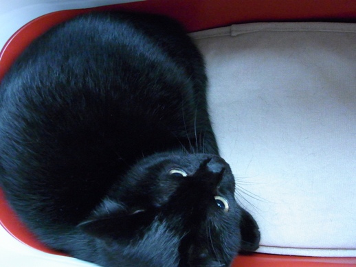 f:id:akiyochan15:20111203135443j:image