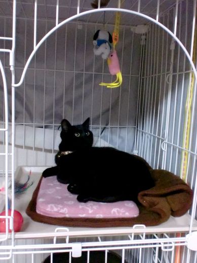 f:id:akiyochan15:20111210230541j:image