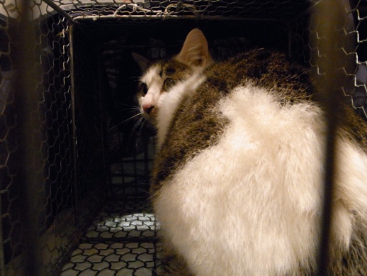 f:id:akiyochan15:20111223014839j:image