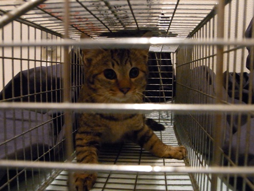 f:id:akiyochan15:20111223015004j:image