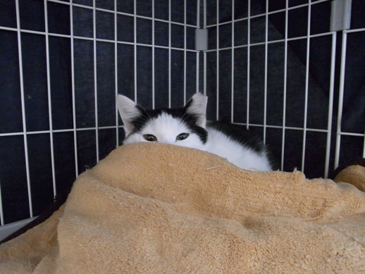 f:id:akiyochan15:20111223121958j:image