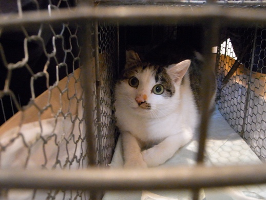 f:id:akiyochan15:20111224144354j:image