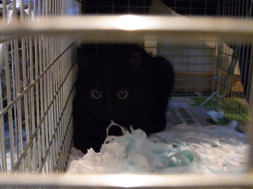 f:id:akiyochan15:20111224162615j:image