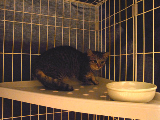 f:id:akiyochan15:20111225213324j:image