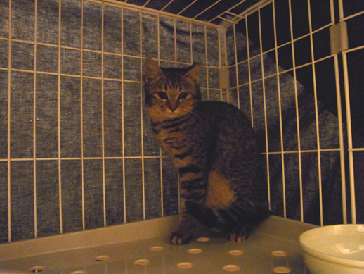 f:id:akiyochan15:20111225213858j:image