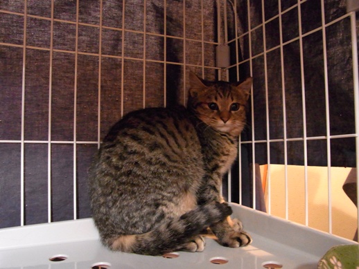 f:id:akiyochan15:20111227083410j:image